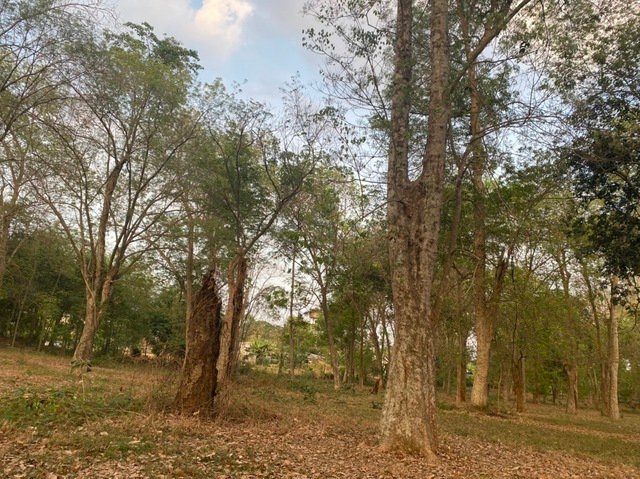 Vườn cao su trăm tuổi ở Đồng Nai- Ảnh 5.