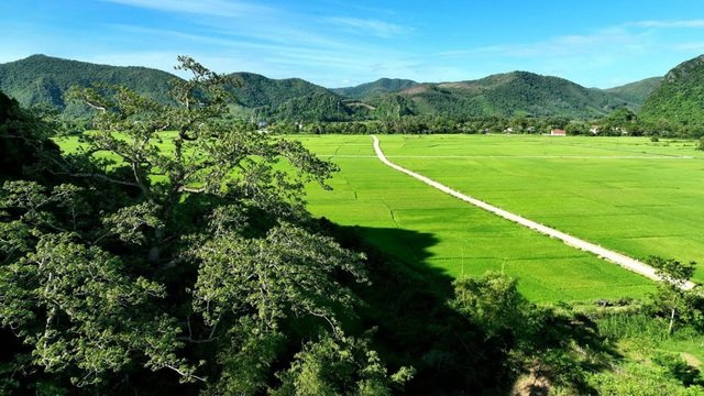 Cây gạo hơn 500 tuổi - cây di sản đầu tiên của Quảng Bình có gì đặc biệt?- Ảnh 4.